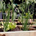 Urban Garden - green plant on brown wooden pot