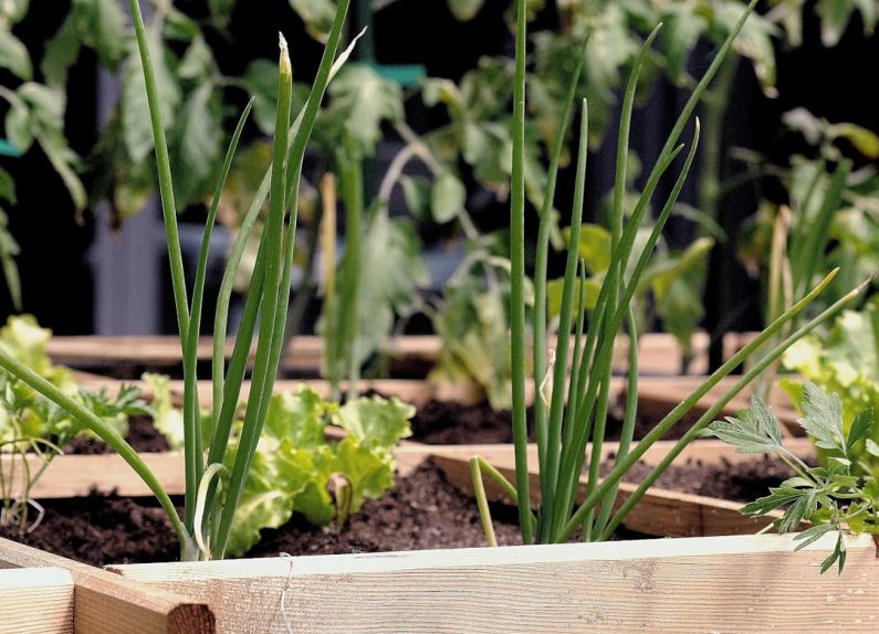 Urban Garden - green plant on brown wooden pot