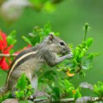 Urban Wildlife - brown squirrel on green plant