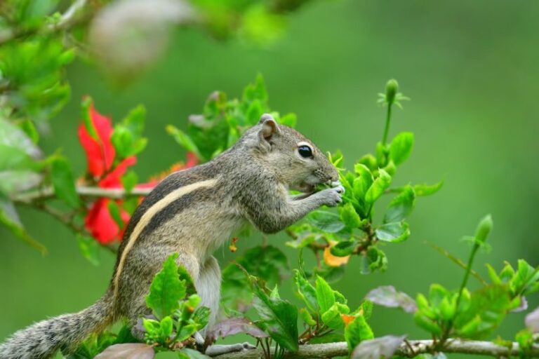 Urban Wildlife - brown squirrel on green plant