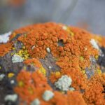 Algae Energy - lichen, orange, moss