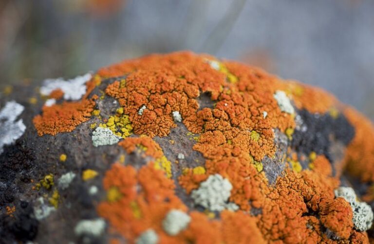 Algae Energy - lichen, orange, moss