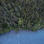 Conservation - aerial photography of trees and body of water