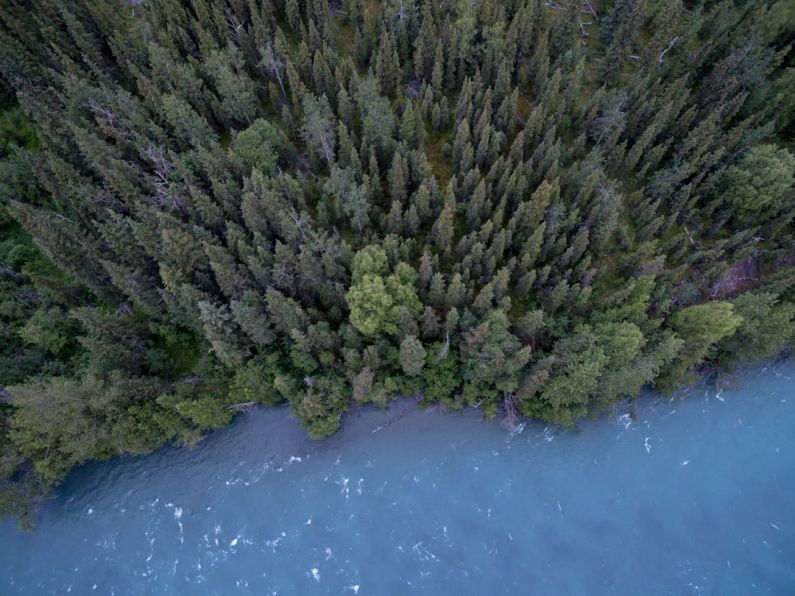 Conservation - aerial photography of trees and body of water