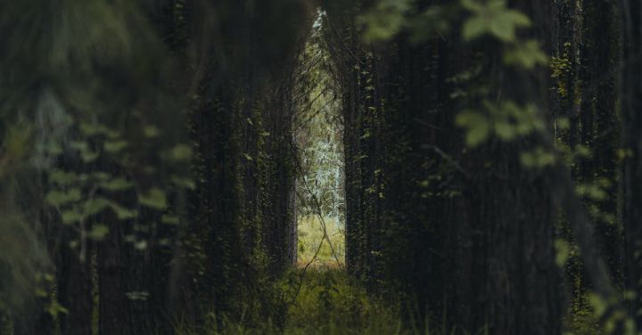 Green Corridors - Green Corridor between Trees