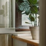 Open-Concept - Green Potted Plant on White Wooden Table