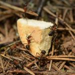 Biomass - Thin wild ants eating in forest